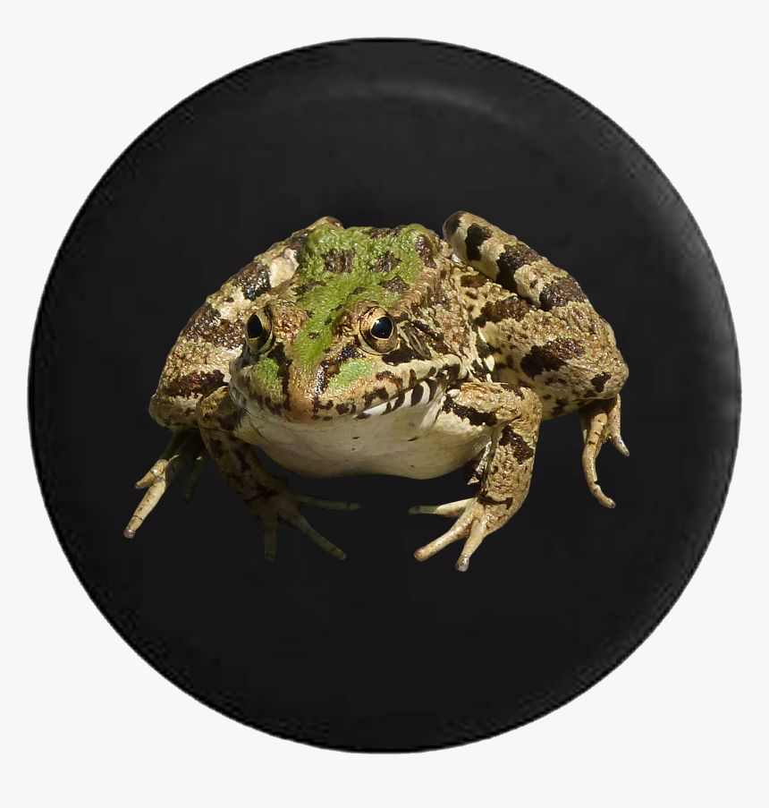 Frog Toad Realistic Jeep Camper Spare Tire Cover 35- - Southern Leopard Frog Png, Transparent Png, Free Download