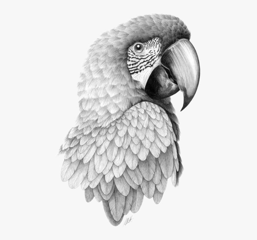 Parrot Bird Drawing Illustration, Personality graffiti eagle head portrait,  orange, vertebrate png | PNGEgg