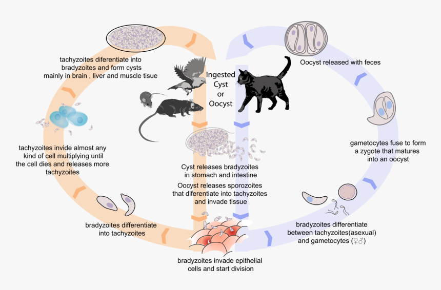 Toxoplasma Gondii Life Cycle, HD Png Download, Free Download