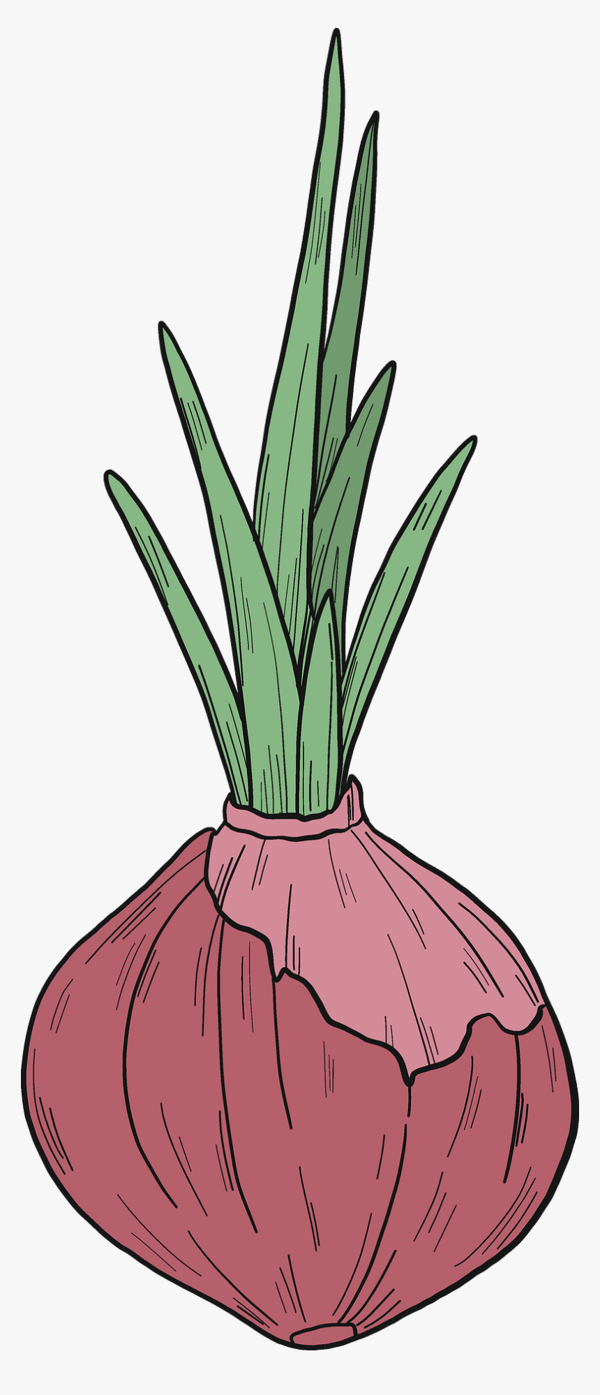 Leek, HD Png Download, Free Download