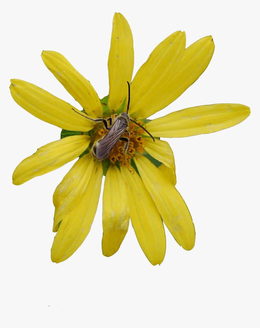 African Daisy, HD Png Download, Free Download