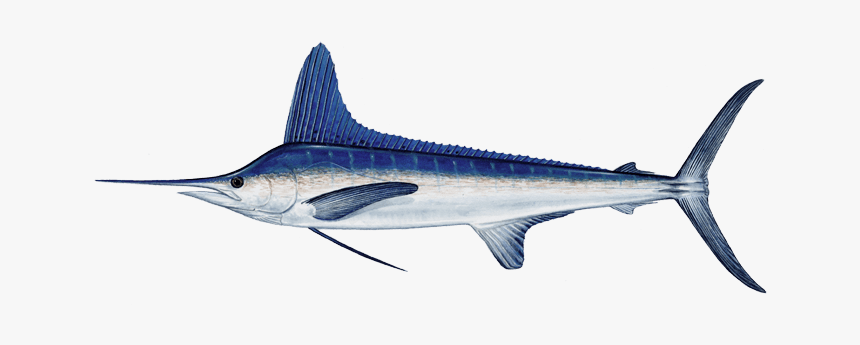 White Marlin, HD Png Download, Free Download