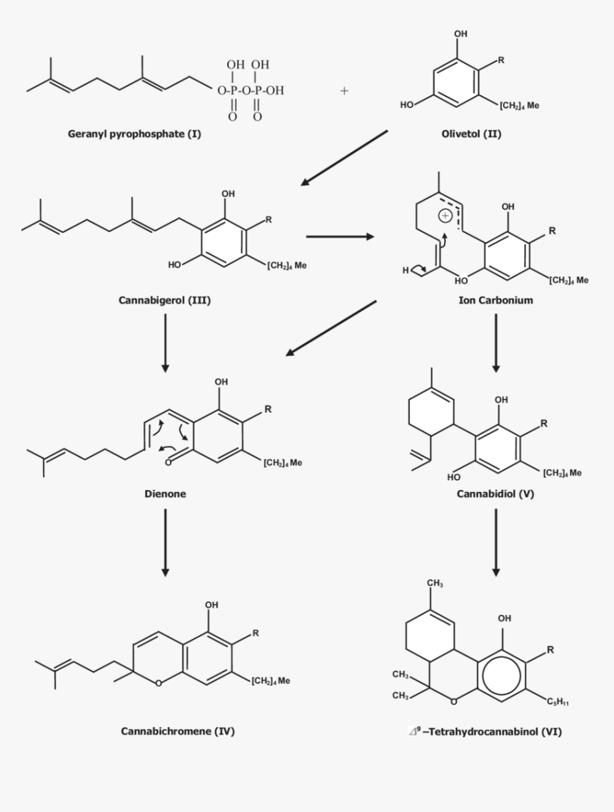 Diagram, HD Png Download, Free Download