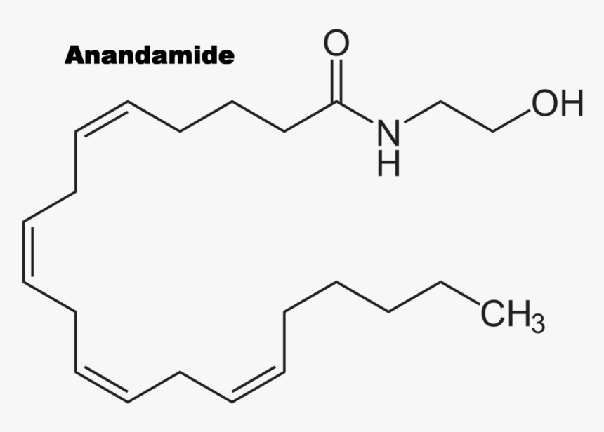 Anandamide - Structure, HD Png Download, Free Download