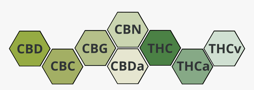 Cannabis Cannabinoide Grafik Thc Versus Cbd - Sign, HD Png Download, Free Download