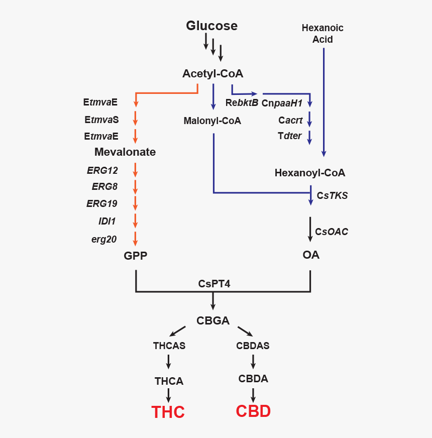 Diagram, HD Png Download, Free Download