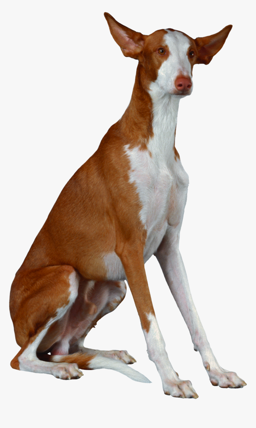 Dog Png - Ibizan Hound Pharaoh Hound, Transparent Png, Free Download