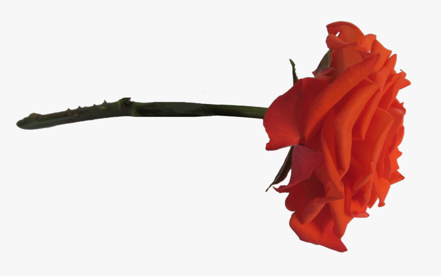 Rosa Laranja Png - Garden Roses, Transparent Png, Free Download