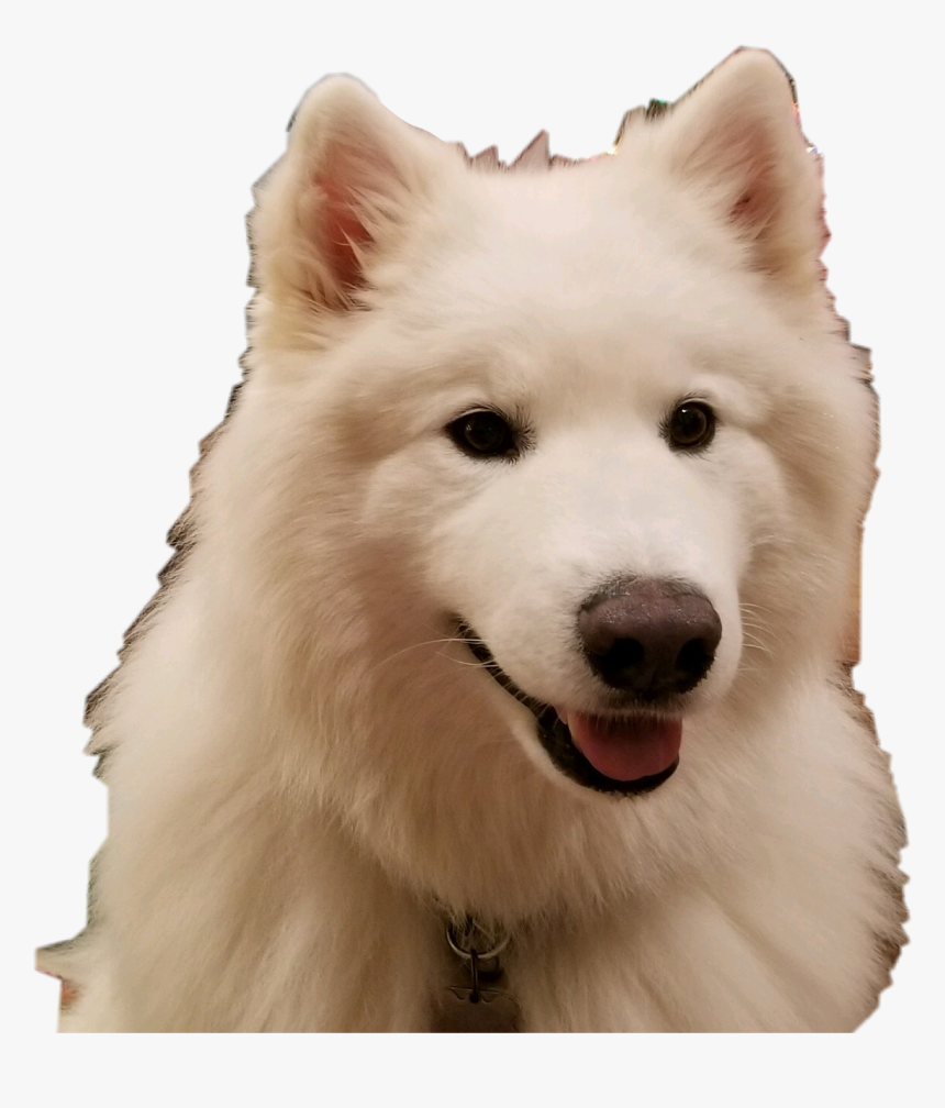 Cute Dog - American Eskimo Dog, HD Png Download, Free Download