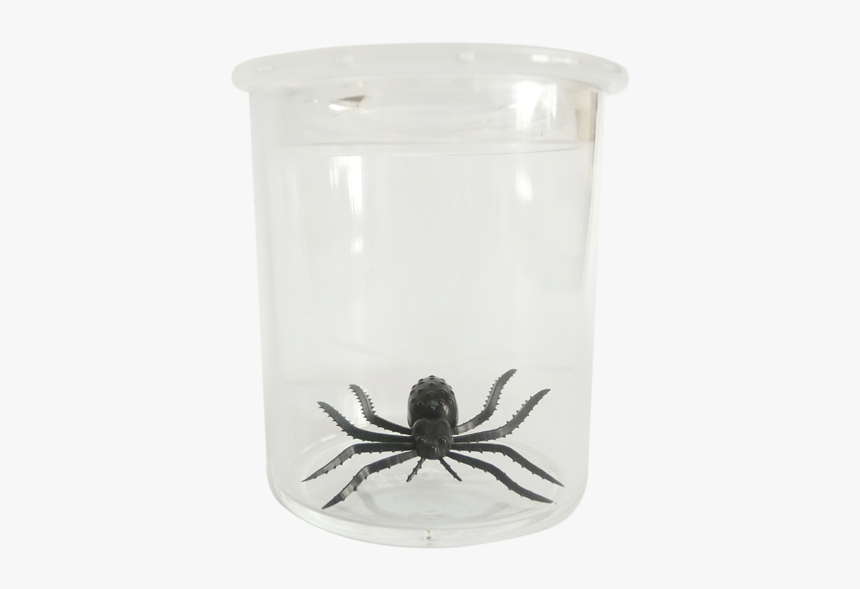 Wolf Spider, HD Png Download, Free Download