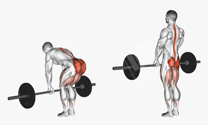 Romanian Deadlift, HD Png Download, Free Download