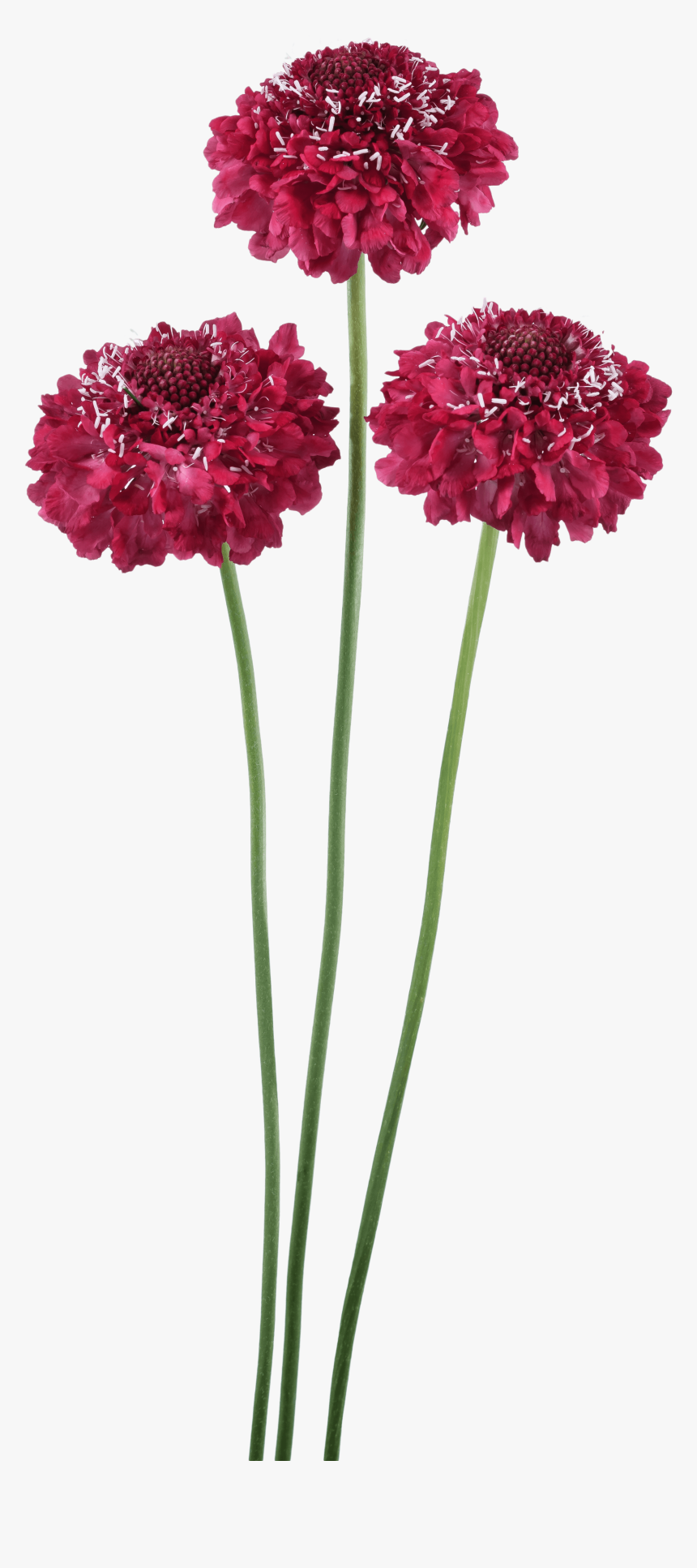 Scabiosa Focal Scoop Hot Pink, HD Png Download, Free Download