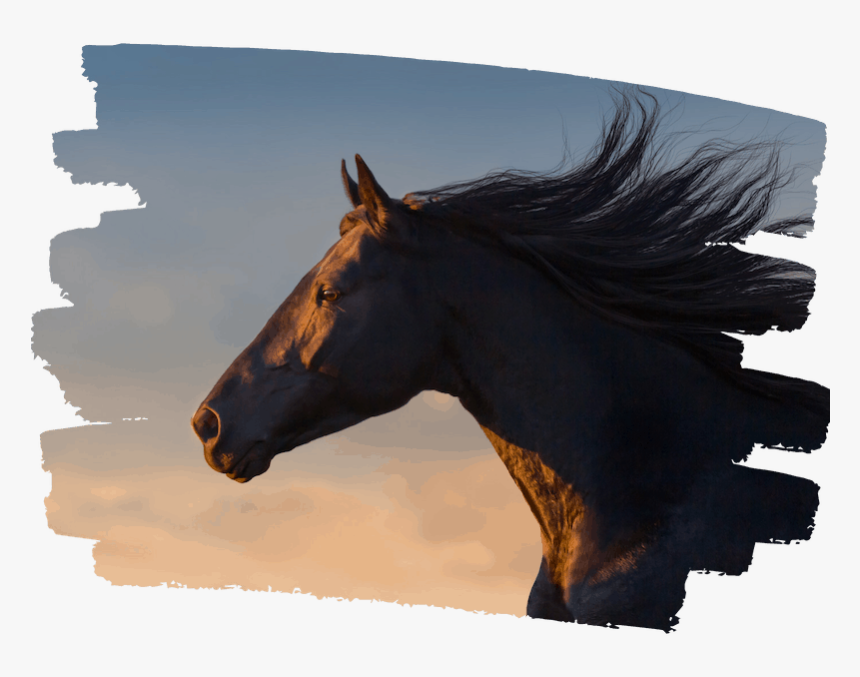 Stallion, HD Png Download, Free Download