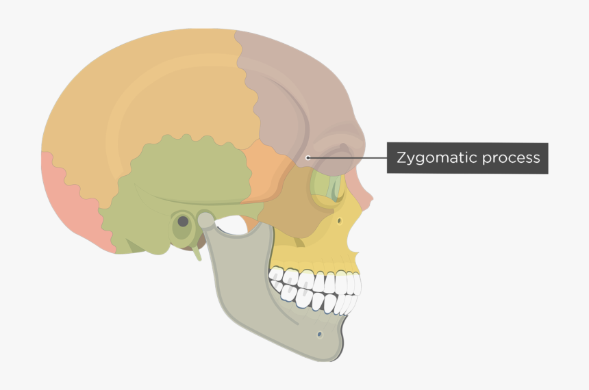 Zygomatic Process Of Frontal Bone - Frontal Bone Superciliary Arch, HD ...