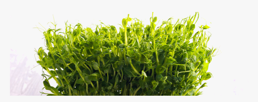 Microgreens, HD Png Download, Free Download