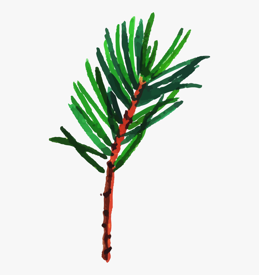 Oregon Pine, HD Png Download, Free Download