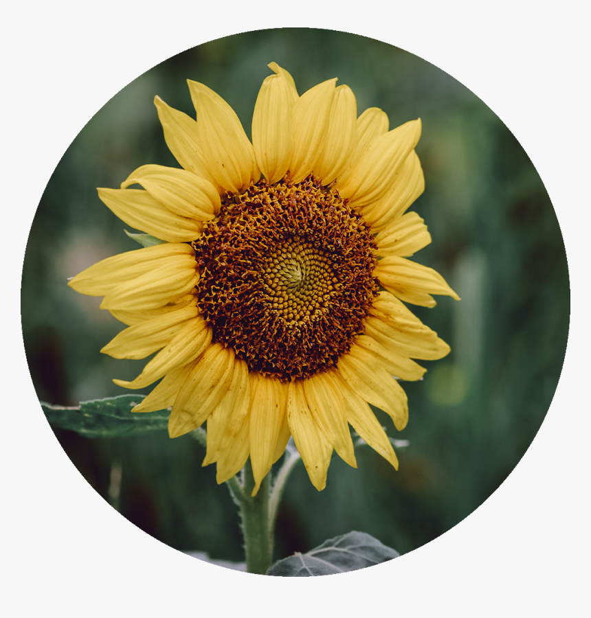 Sunflower, HD Png Download, Free Download