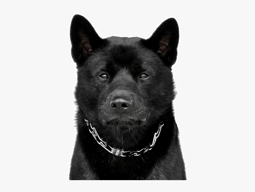 American Akita Black Color, HD Png Download, Free Download