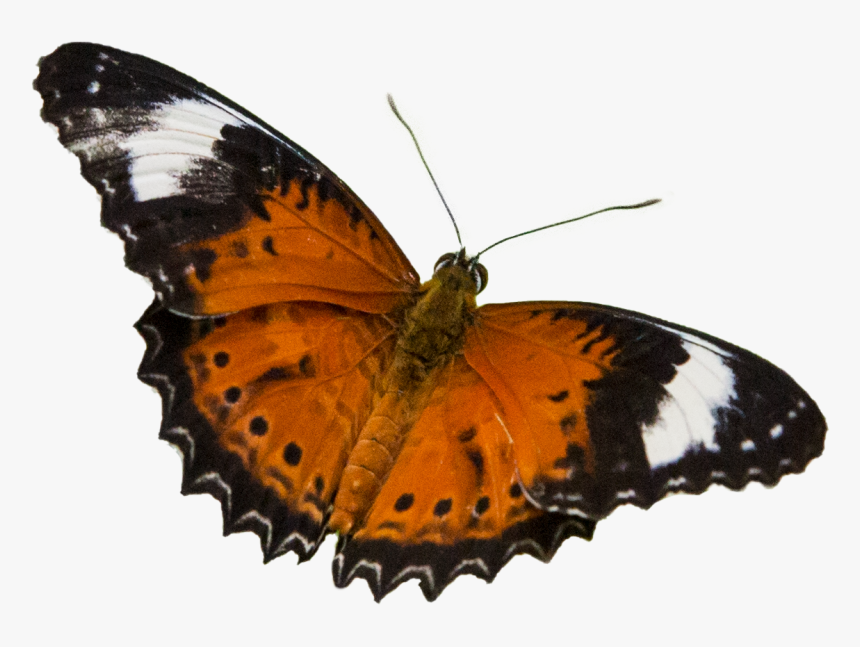 Brush-footed Butterfly, HD Png Download, Free Download