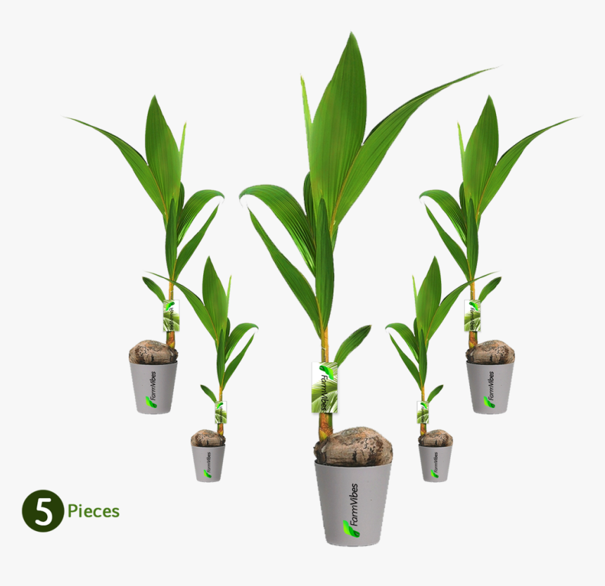 Kerala Dwarf Variety Coconut Tree - Flowerpot, HD Png Download, Free Download