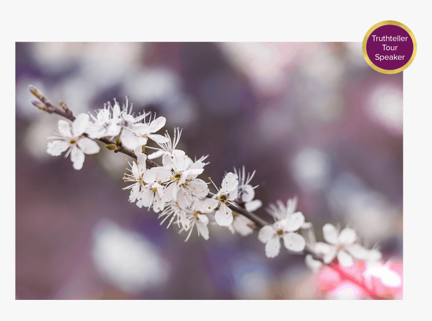 Cherry Blossom Flower, HD Png Download, Free Download