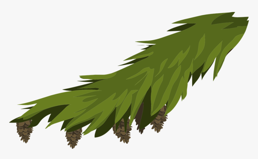 Branch, Evergreen, Fir, Spruce, Pine, Pinecones, Xmas - Hojas De Pino Navideño Png, Transparent Png, Free Download