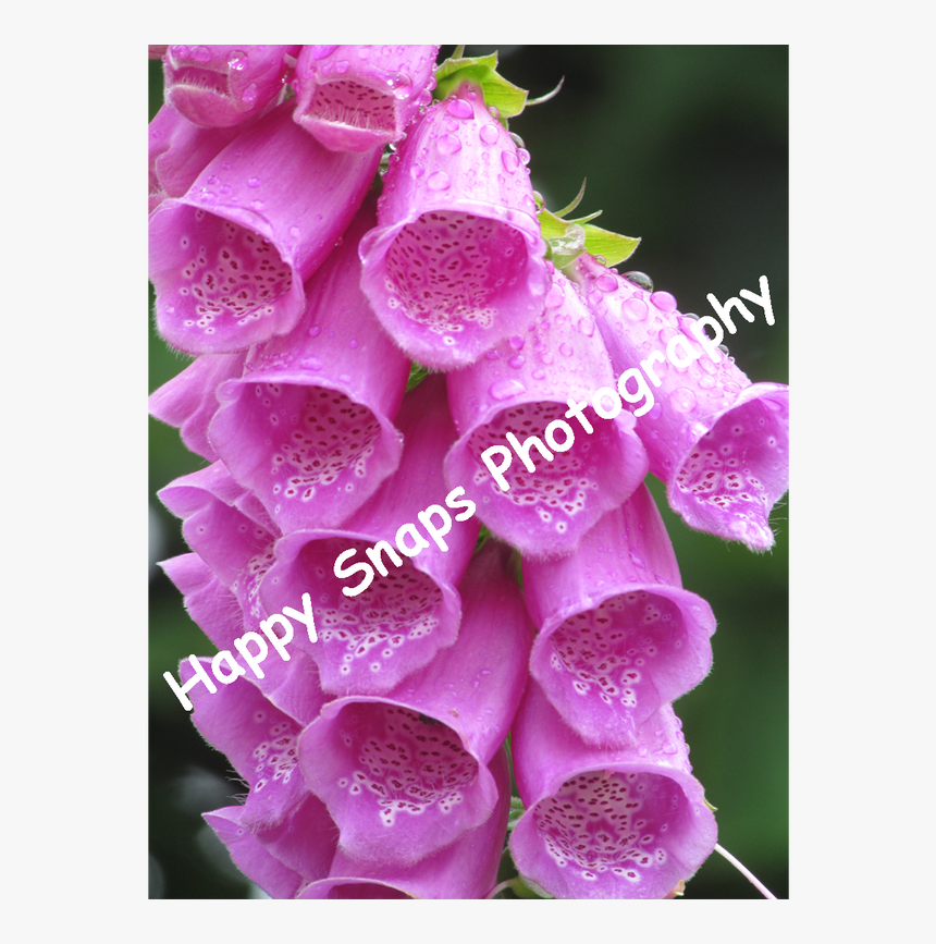 Digitalis, HD Png Download, Free Download