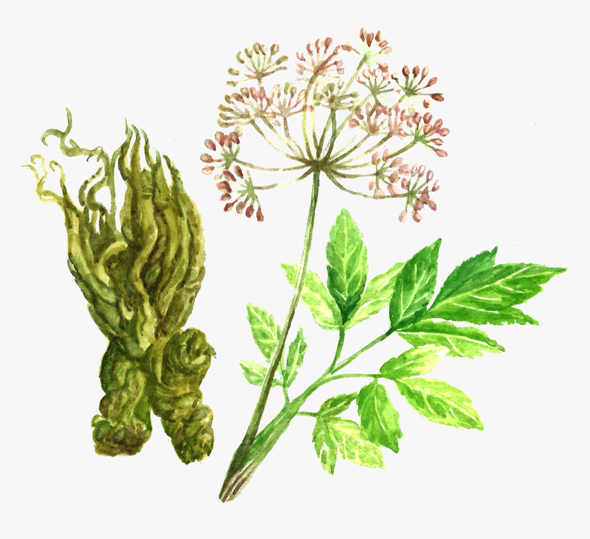 Angelica Root - Angelica Flower Transparent Png, Png Download, Free Download