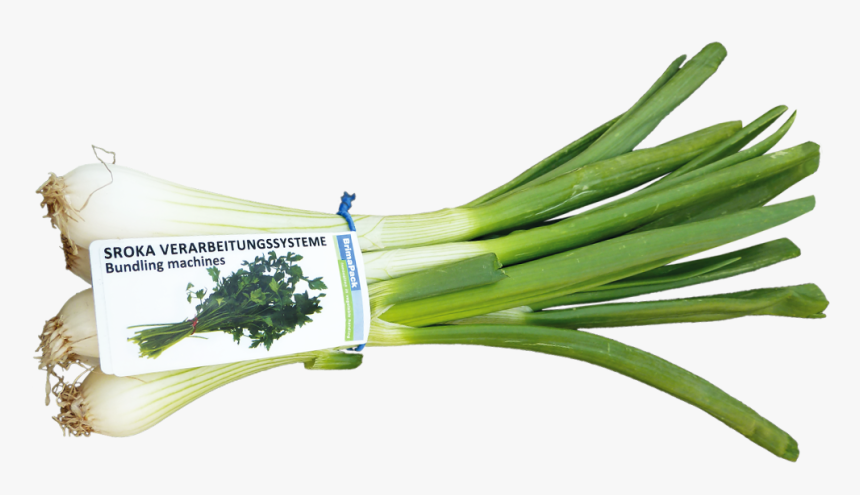 Welsh Onion , Png Download - Leek, Transparent Png, Free Download