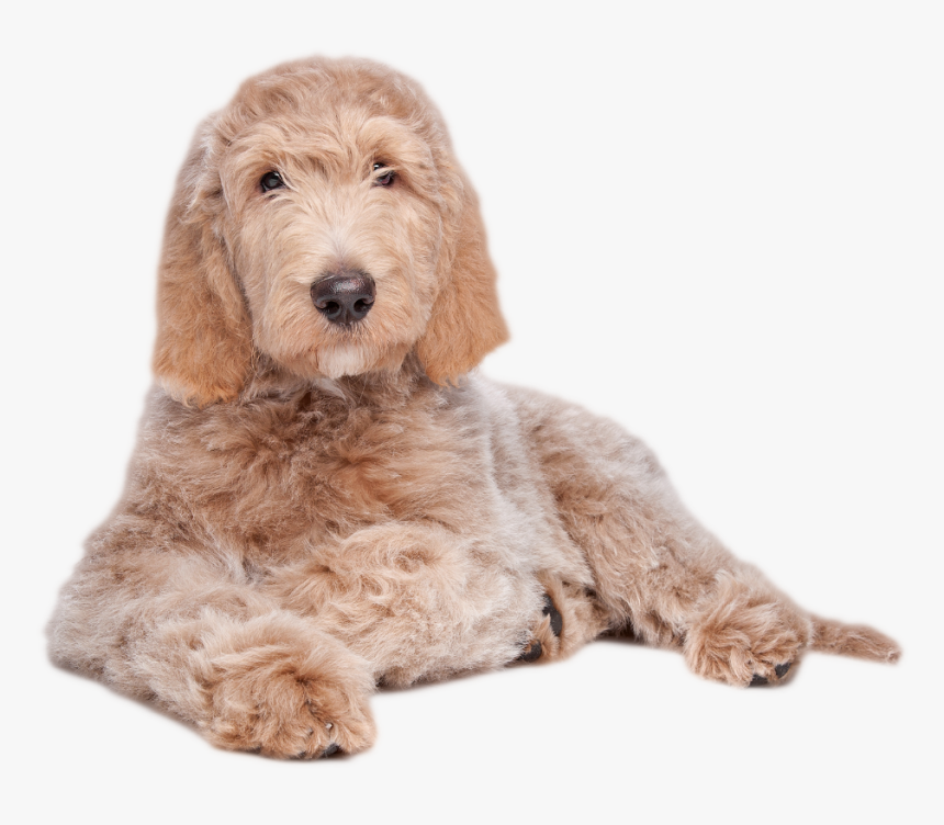 - Labradoodle Laying Down - Goldendoodle White Background, HD Png Download, Free Download