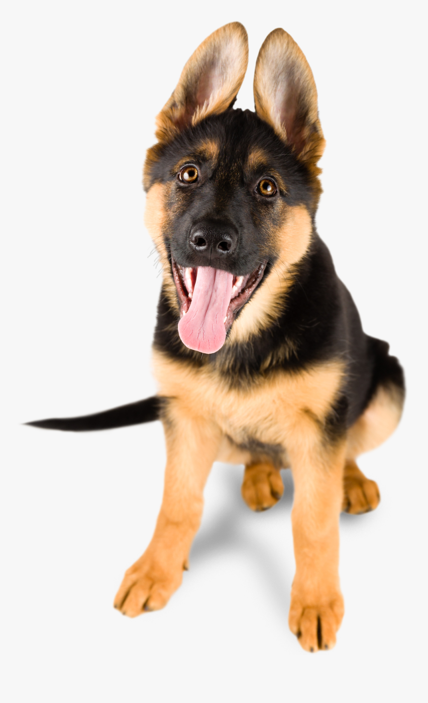 German Shepherd Puppy Sitting Down, HD Png Download, Free Download