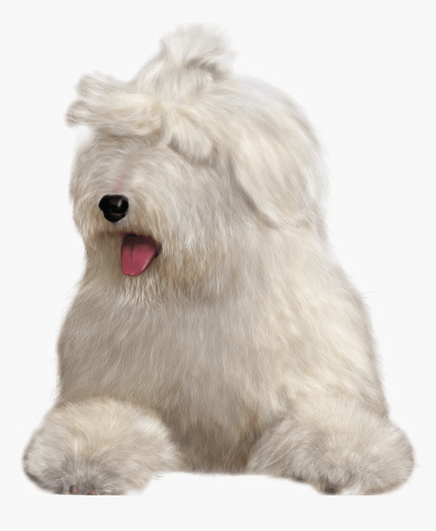 Dog Yawns, HD Png Download, Free Download