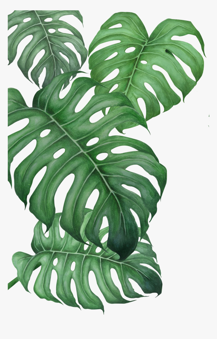 Arrowroot-family - Monstera Png, Transparent Png, Free Download