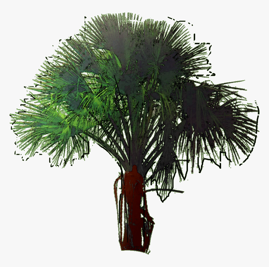 Transparent Monstera Png - Palm Trees Texas Png, Png Download, Free Download