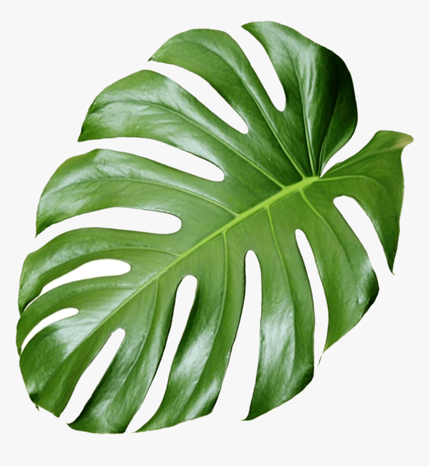 Transparent Pot Holder Clipart - Transparent Monstera Png, Png Download ...