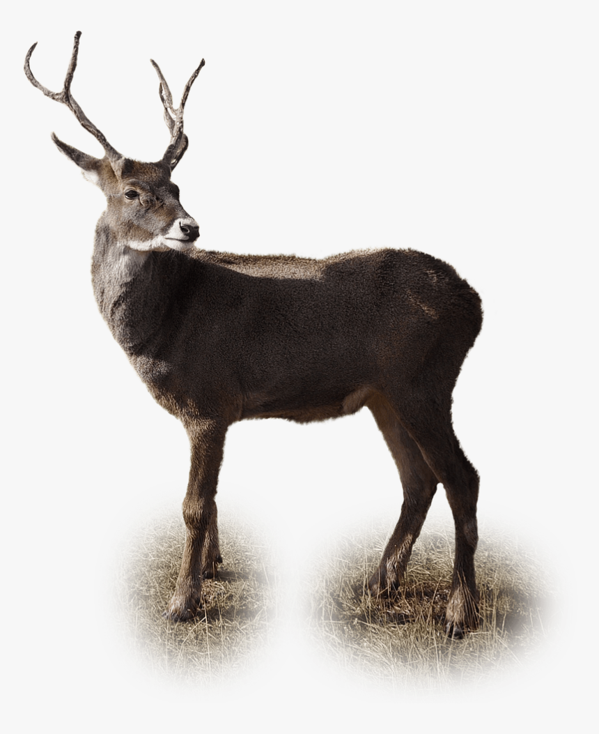 Isolated, Reindeer, Winter, Christmas, Deer, Xmas - Dibujo Venado En Fondo Transparente, HD Png Download, Free Download