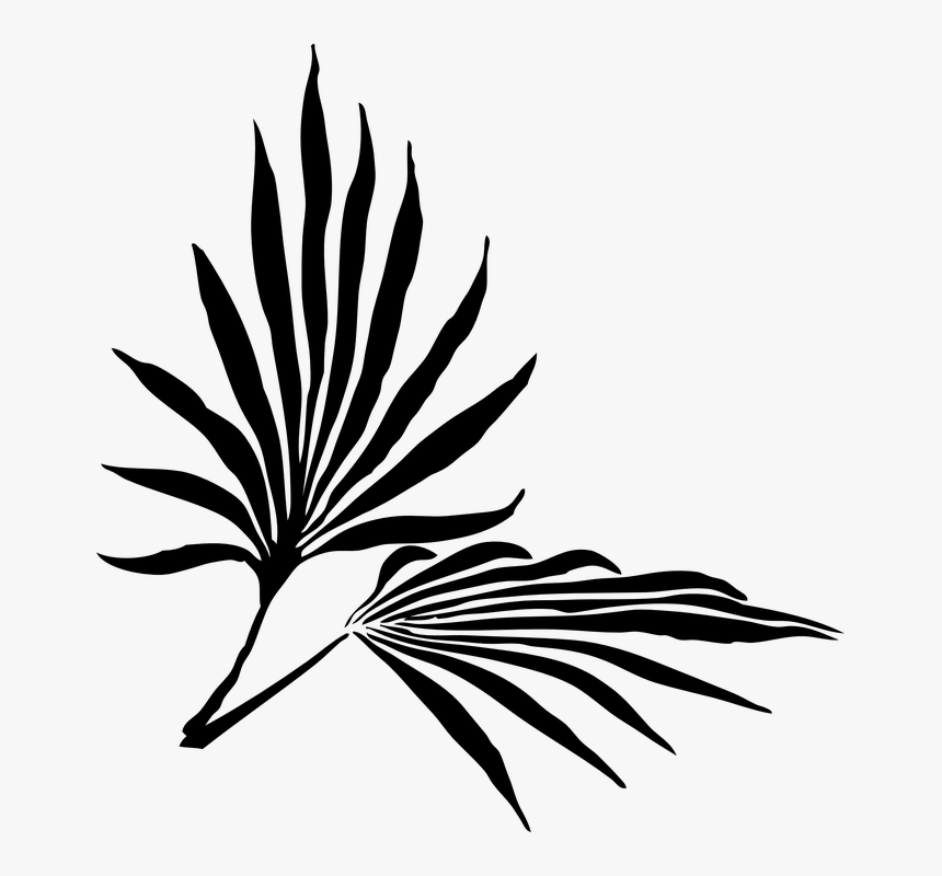 Transparent Monstera Png - Palm Frond Clip Art, Png Download, Free Download