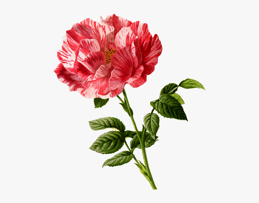 Rose, Flower, Vintage, Art, Cu Tout, Backless, Floral - Flower Vintage Art, HD Png Download, Free Download