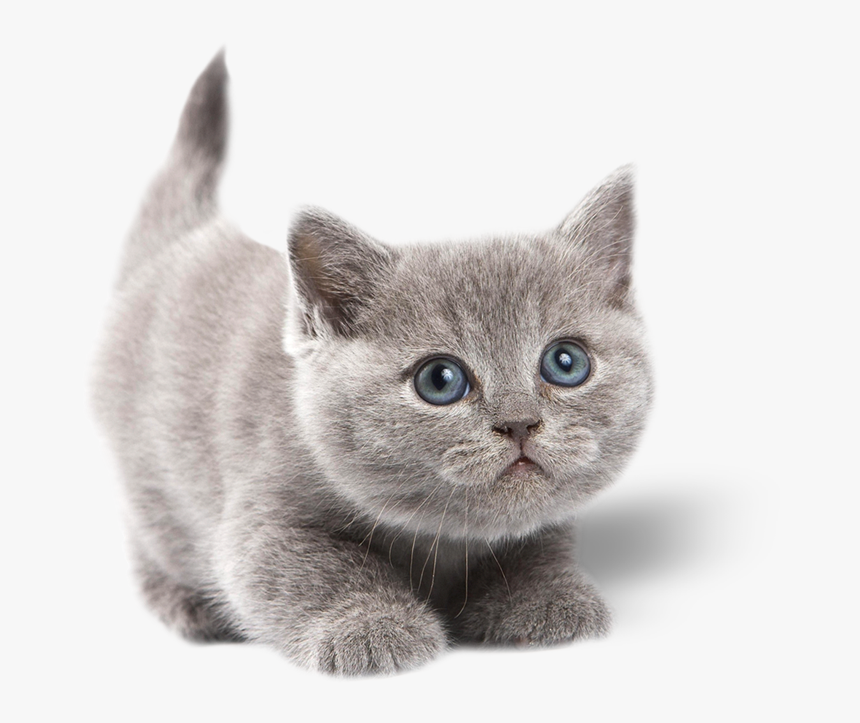 Gatoadmin2018 07 23t16 - Cute Kitten White Background, HD Png Download, Free Download