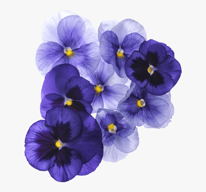 Translucent Purple Flower, HD Png Download, Free Download