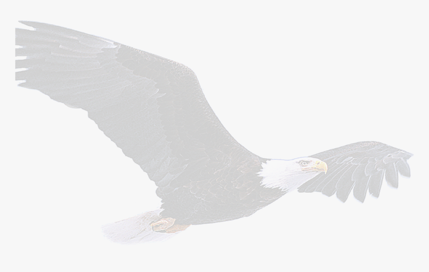 Buzzard, HD Png Download, Free Download