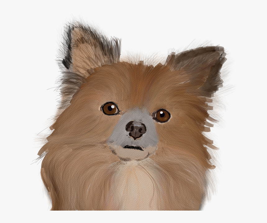 Pomeranian, HD Png Download, Free Download