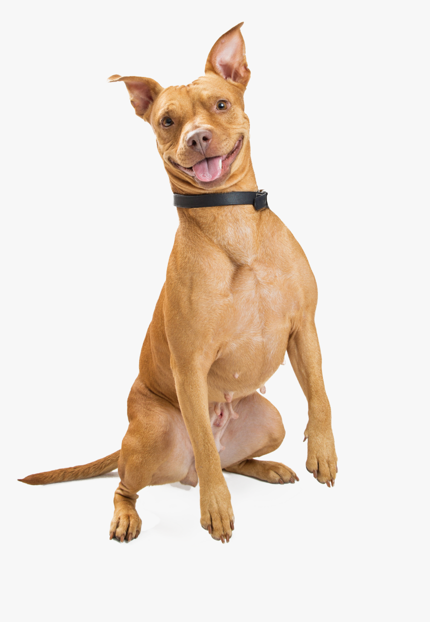 Smiling Dog Png , Png Download - Dog Smiling Png Transparent, Png Download, Free Download