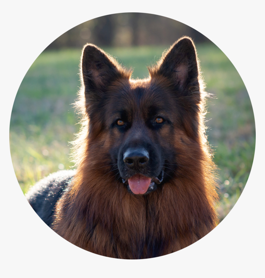 Lauren Galil - Old German Shepherd Dog, HD Png Download, Free Download