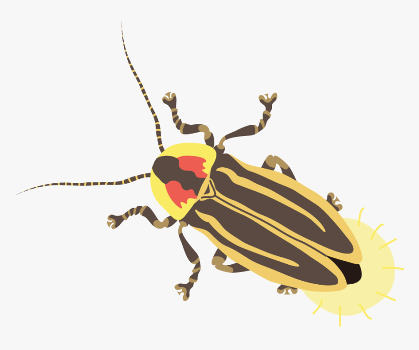 Firefly - Leaf Beetle, HD Png Download, Free Download