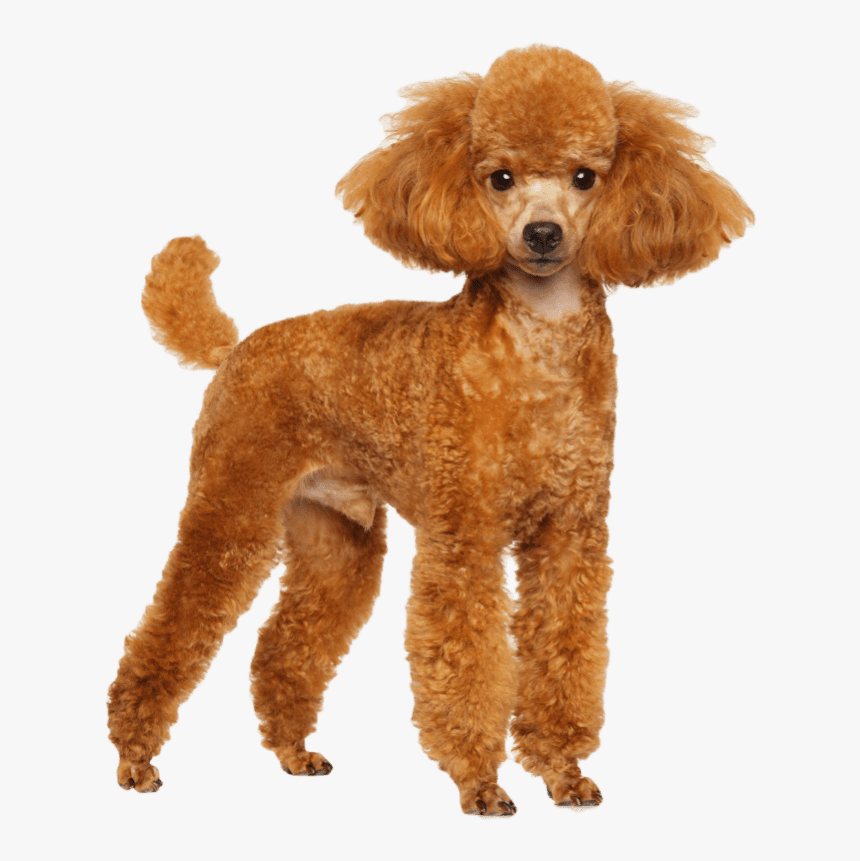 Transparent Poodle Png - Brown Poodle Transparent Png, Png Download, Free Download