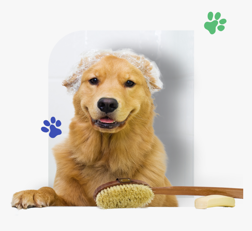 Dog Into Bathtub - Golden Retriever Being Groomed, HD Png Download, Free Download