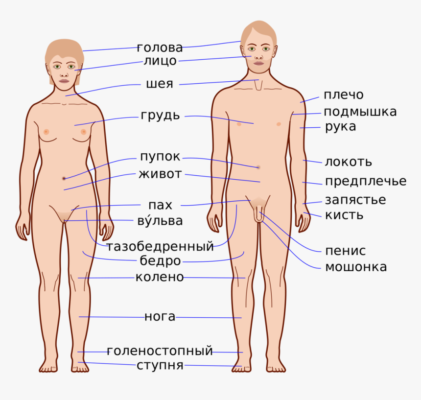 External Features Of Human Body, HD Png Download, Free Download