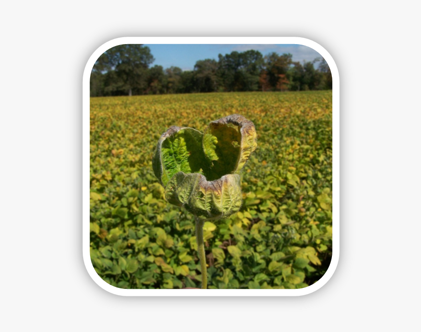 Herbicide-damaged Soybeans From Dicamba Drift - Field, HD Png Download, Free Download