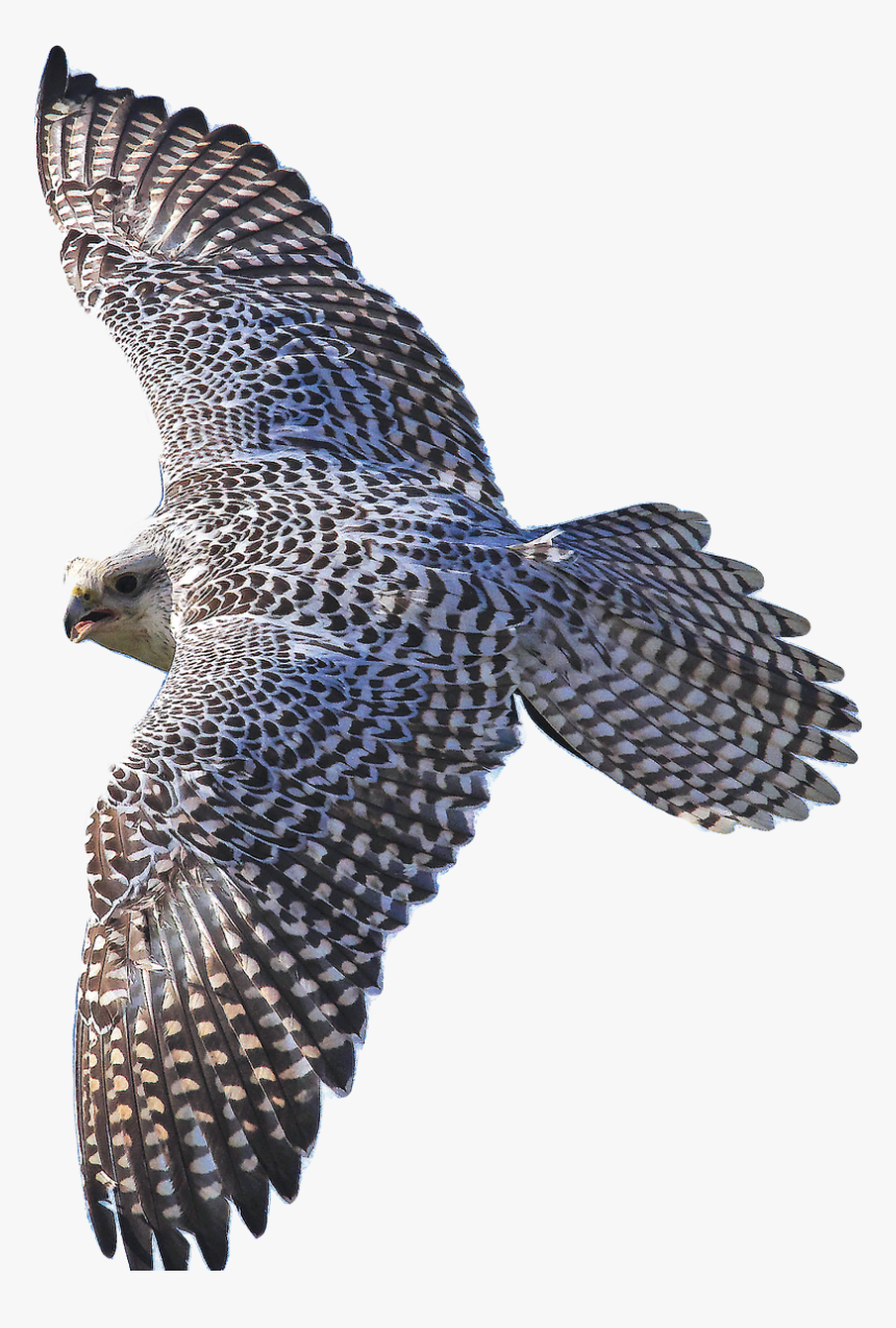 Hawk, HD Png Download, Free Download